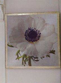 Canvas Picture