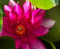 large water lillies