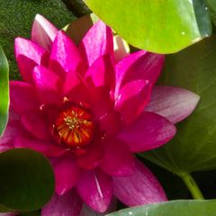 large water lillies