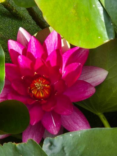large water lillies