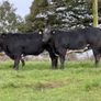 15 super breeding heifers for tullamore mart 26th Image 8