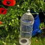 Bird Cage Image 3