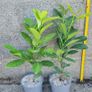 Laurel Hedging Image 4
