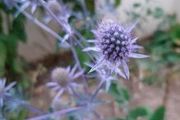 Sea Holly Plants