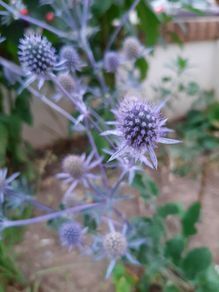 Sea Holly Plants root cuttings