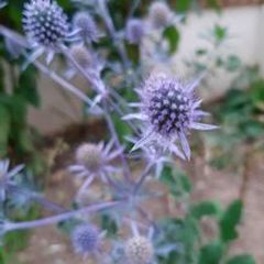 Sea Holly Plants