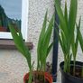 4 Lucifer Plants Image 4