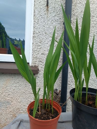 4 Lucifer Plants