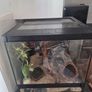Corn snake+ enclosure Image 2