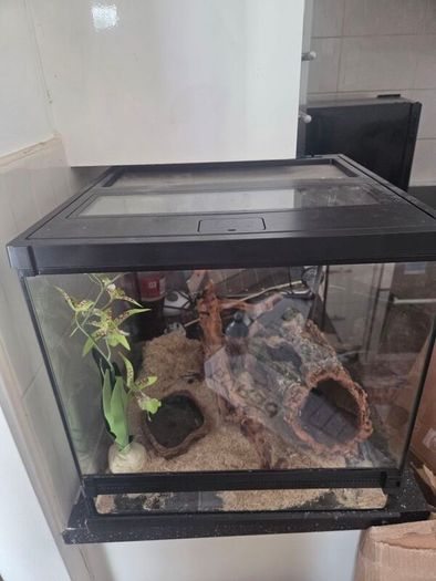 Corn snake+ enclosure