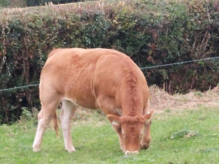 Livestock