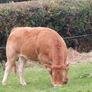 Livestock Image 5