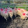Hoggets Image 2