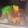 geko tank Image 2
