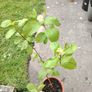 Cornus alba plant Image 2