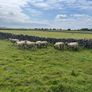Ewe hoggets for sale Image 5
