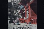 Early Japanese Postcard Kachiman Shrine -  Pigeons and Doves 1900s