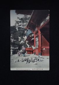 Early Japanese Postcard Kachiman Shrine -  Pigeons and Doves 1900s