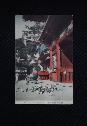 Early Japanese Postcard Kachiman Shrine -  Pigeons and Doves 1900s