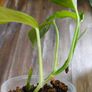 No.2 Monstera Acacoyaguensis Variegated Image 5