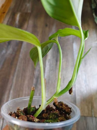 No.2 Monstera Acacoyaguensis Variegated