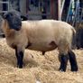 Pedigree Suffolk Hogget Ram Image 3