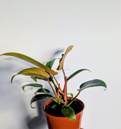 Philodendron Florida Bronze Plant