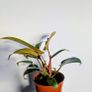 Philodendron Florida Bronze Plant Image 3