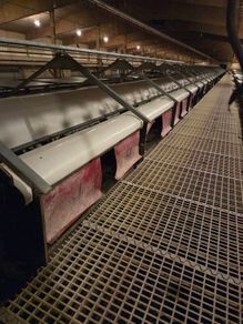 Poultry Equipment