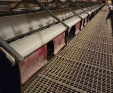 Poultry Equipment