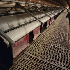 Poultry Equipment