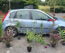 4 trees(copper beech and oak) and mature flowering shrubs