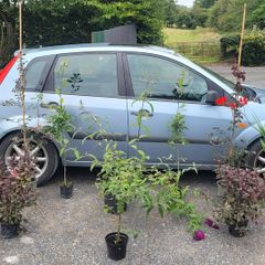 4 trees(copper beech and oak) and mature flowering shrubs