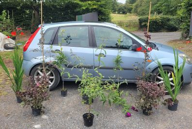 4 trees(copper beech and oak) and mature flowering shrubs