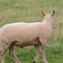 Charollais hoggott ram Image 2
