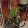 real plant Image 5