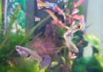 Guppies