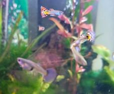 Guppies
