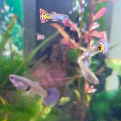 Guppies