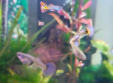 Guppies