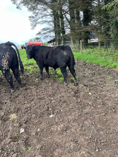 Angus bulls