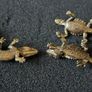 3 brass lizards. Image 2
