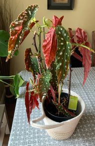 Begonia