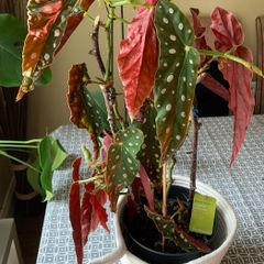 Begonia