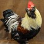 Salmon faveralles bantam rooster Image 2