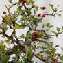 Bonsai Image 8
