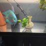 anubias plant and ornament Image 3