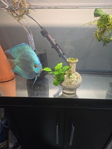 anubias plant and ornament