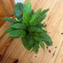 house plant Image 6