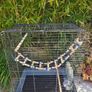 Bird cages Image 2
